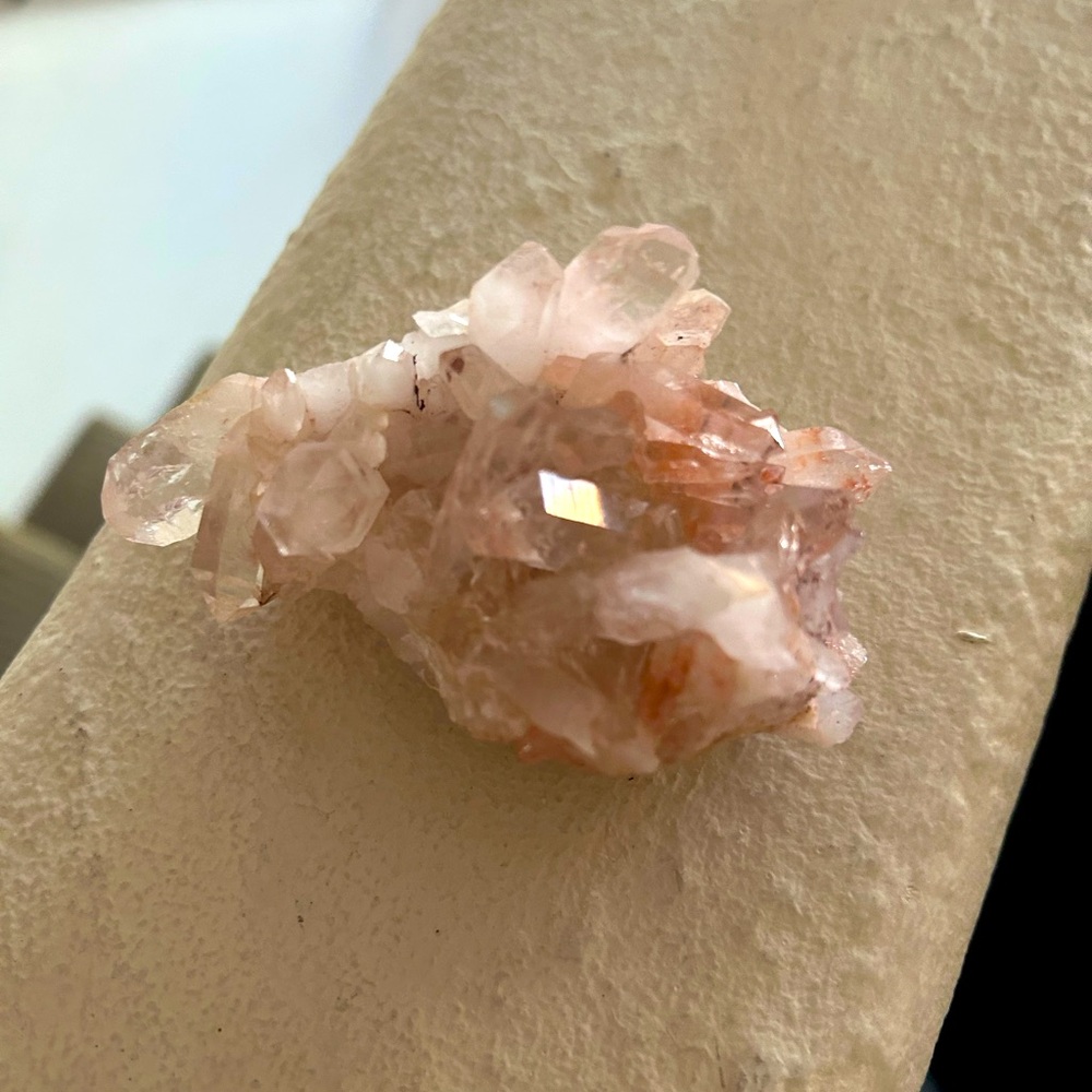 Pink Himalayan